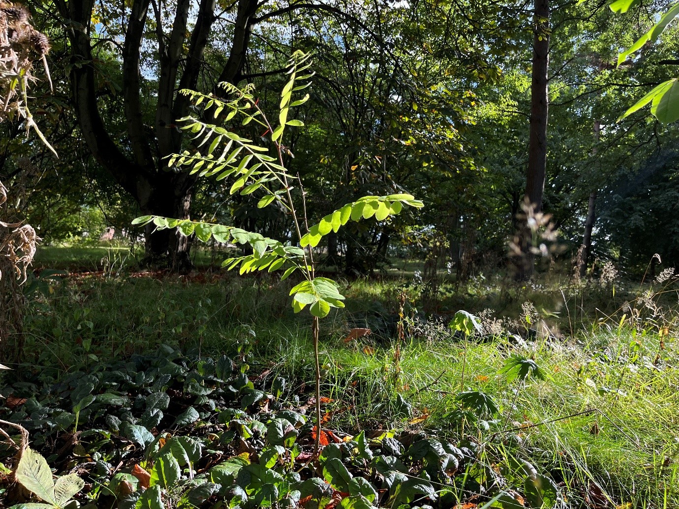 Plants on the move DTP in Environmental Research