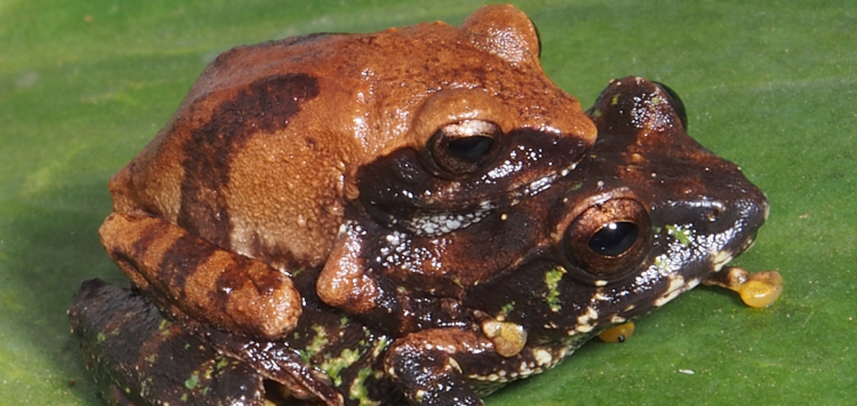 Biodiversity Ecology and Evolutionary Processes DTP in Environmental