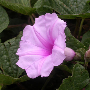 scotland robert flower 3