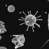 rickaby calcification of phytoplankton